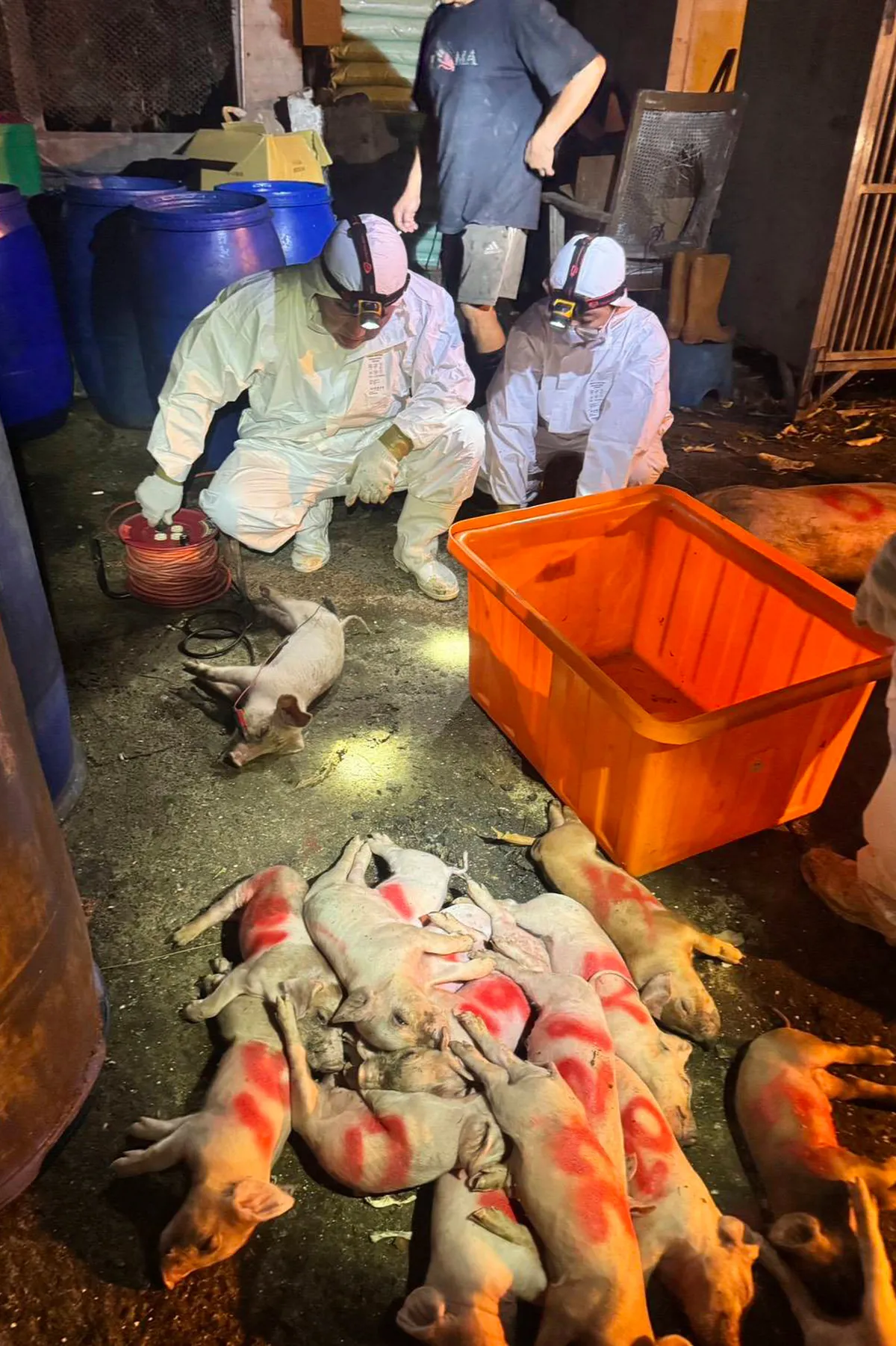 Đài Loan (Trung Quốc) báo cáo trường hợp đầu tiên mắc dịch tả lợn châu Phi - Ảnh 1.