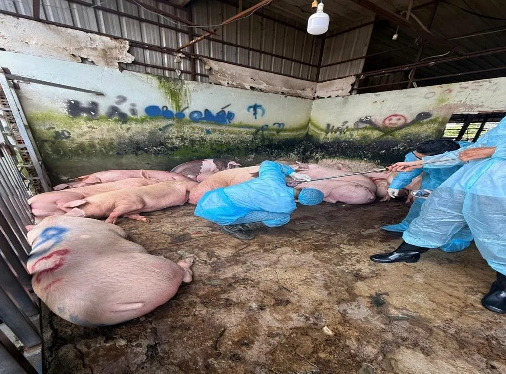 Phát hiện 89 con heo dương tính với chất cấm tạo nạc tại Đồng Nai - Ảnh 1.