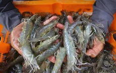 Indonesia nối lại xuất khẩu tôm sang Mỹ