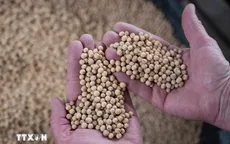 Lần đầu tiên trong 7 năm, Trung Quốc không nhập khẩu đậu tương từ Mỹ