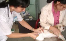 TP Hồ Chí Minh: Tỷ lệ tiêm phòng bệnh dại đạt trên 90% tổng đàn chó mèo