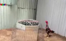 Triệt phá xới “đá gà” sát phạt hàng trăm triệu đồng ở Hà Nội