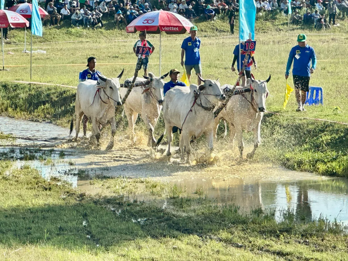 Độc đáo Hội đua bò Bảy Núi - Ảnh 11.