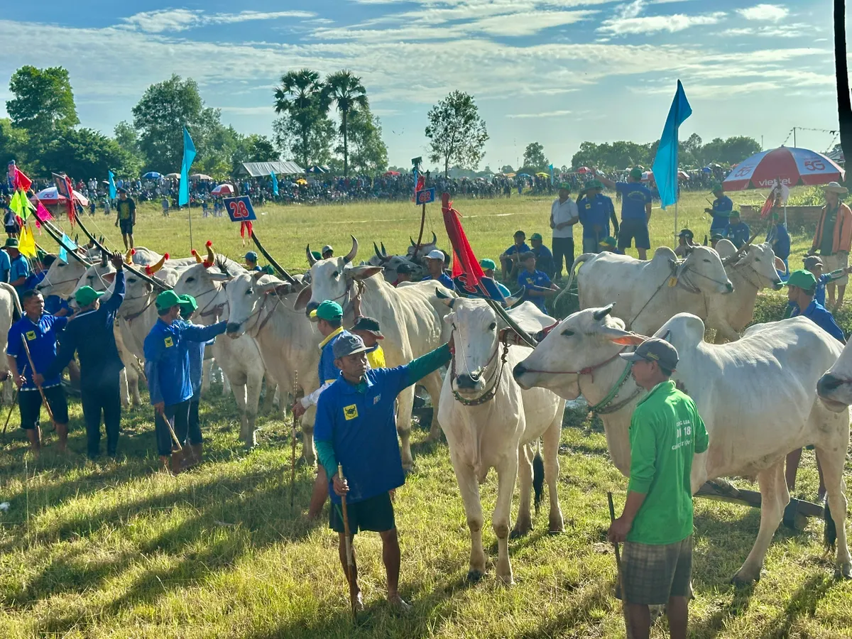 Độc đáo Hội đua bò Bảy Núi - Ảnh 6.