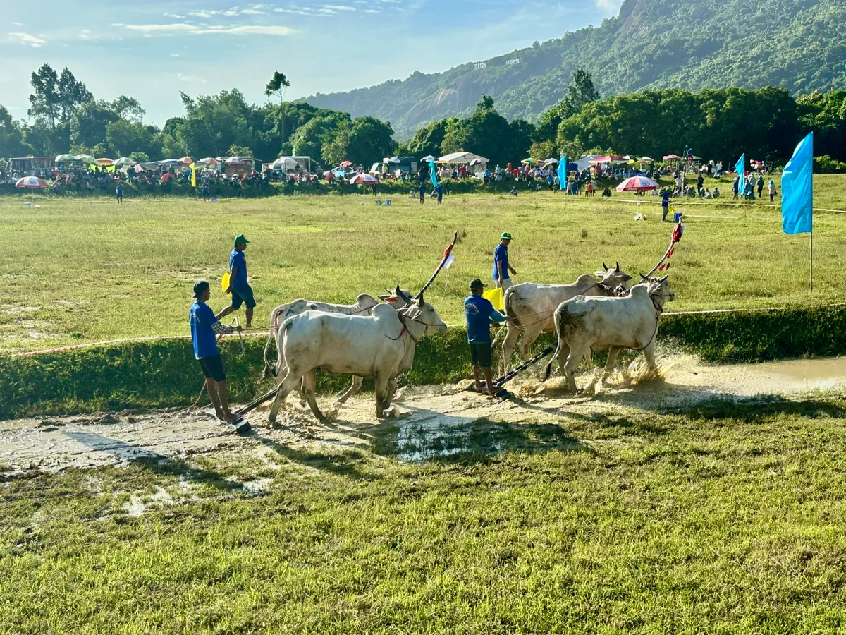 Độc đáo Hội đua bò Bảy Núi - Ảnh 10.